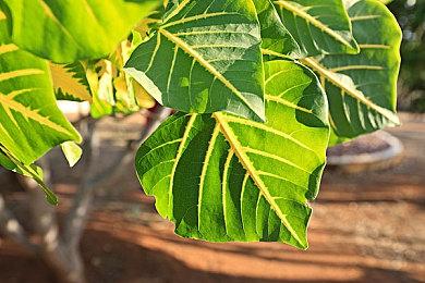 在沙石镇你不仅能够在线联机 甚至还能当个“海王”